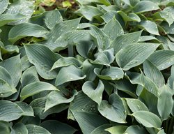 Hosta Plant, Halcyon
Shutterstock.com
New York, NY