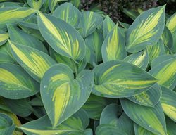 Hosta Plant, June
Shutterstock.com
New York, NY