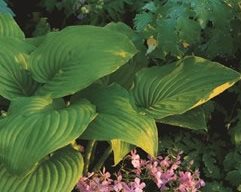 Hosta-Plantaginea-Garden-Design_9921
Garden Design
Calimesa, CA