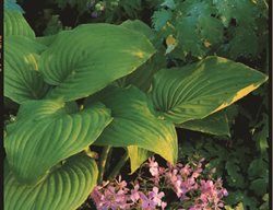 Hosta Plantaginea
Garden Design
Calimesa, CA