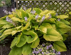 Hosta Shadowland, Hosta Of The Year
Proven Winners
Sycamore, IL