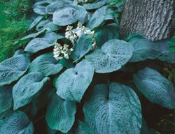 Hosta Sieboldiana
Garden Design
Calimesa, CA
