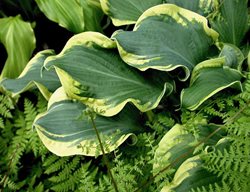 Hosta Whee, Shadowland Hosta, Ruffled Leaves
Proven Winners
Sycamore, IL