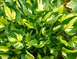 Hosta Whirlwind, Spring Perennial
Garden Design
Calimesa, CA