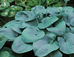 Hostas, Humpback Whale, Care-Plant
Garden Design
Calimesa, CA
