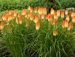 Hot And Cold Kniphofia, Red Hot Poker Plant
Proven Winners
Sycamore, IL
