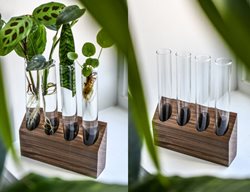 House Plants
Garden Design
Calimesa, CA