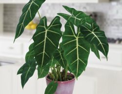 Houseplant Collection
Garden Design
Calimesa, CA