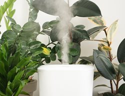 Houseplant Humidifier
Shutterstock.com
New York, NY
