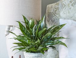 Houseplant, Plant Décor 
Garden Design
Calimesa, CA