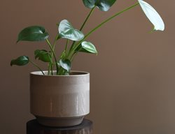 Houseplant Reaching For Light
Shutterstock.com
New York, NY