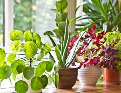 Houseplants
Garden Design
Calimesa, CA