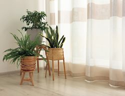 Houseplants In Front Of Curtain
Shutterstock.com
New York, NY