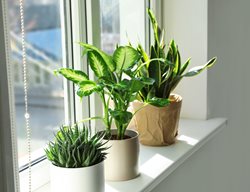 Houseplants In Window
Shutterstock.com
New York, NY