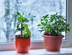 Houseplants In Winter Window
Shutterstock.com
New York, NY