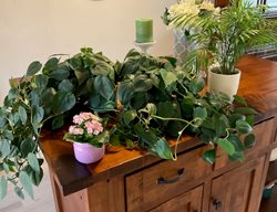Houseplants On Desk
Garden Design
Calimesa, CA