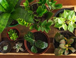 Houseplants On Tray
Shutterstock.com
New York, NY