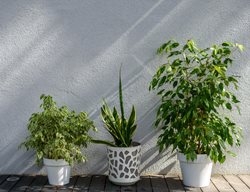 Houseplants Outside
Shutterstock.com
New York, NY
