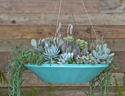 Hover Succulents
Pot Incorporated
Vancouver, BC