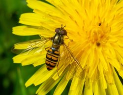 Hoverfly On Dandelion
Shutterstock.com
New York, NY