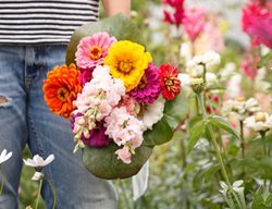 How To Create A Cut Flower Garden
Garden Design
Calimesa, CA