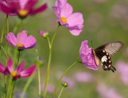 How To Create A Meadow Garden
Garden Design
Calimesa, CA