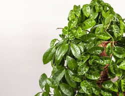 Hoya Plant, Hoya Houseplant
Shutterstock.com
New York, NY