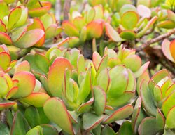 Hummel's Sunset Jade, Golden Jade, Green And Yellow Jade
Shutterstock.com
New York, NY