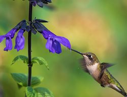 Hummingbird And Salvia Plant, Hummingbird, Salvia Plant
Shutterstock.com
New York, NY