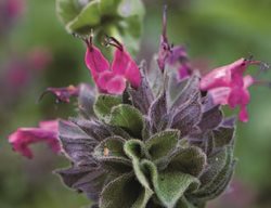Hummingbird Sage
Garden Design
Calimesa, CA
