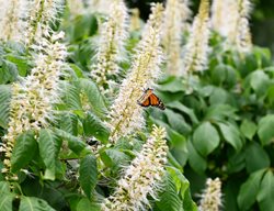 Hummingbird Summersweet, Hummingbird Clethra
Shutterstock.com
New York, NY