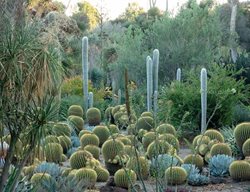Huntington Cactus Garden, Cactus, Los Angeles Garden
Garden Design
Calimesa, CA