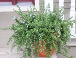 Huntington Carpet Rosemary, Salvia Rosmarinus
Millette Photomedia
