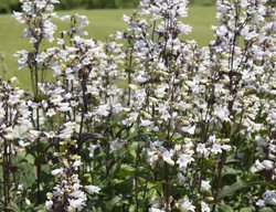 Husker Red Plant, Penstemon Digitalis
Shutterstock.com
New York, NY