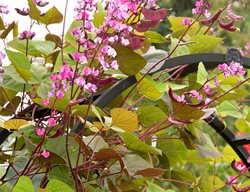 Hyacinth Bean Vine, Lablab Purpureus
Garden Design
Calimesa, CA