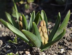 Hyacinth Bud, Spring Flower
Pixabay
