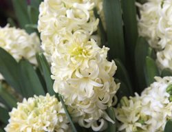 Hyacinth, City Of Harlem, White Flower
Alamy Stock Photo
Brooklyn, NY