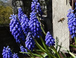 Hyacinth
Garden Design
Calimesa, CA