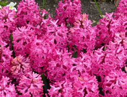 Hyacinth, Jan Bos, Pink Flower
Shutterstock.com
New York, NY
