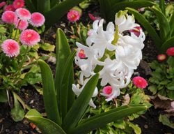 Hyacinth Orientallis, Carnegie, White Flower
Shutterstock.com
New York, NY