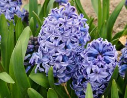 Hyacinth Orientallis, Delft Blue, Blue Flower
Alamy Stock Photo
Brooklyn, NY