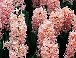 Hyacinth Orientallis, Gypsy Queen, Light Orange Flower
Alamy Stock Photo
Brooklyn, NY