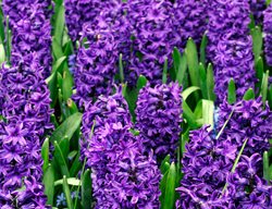 Hyacinth Orientallis, Stuyvesant, Purple Flower
Alamy Stock Photo
Brooklyn, NY
