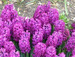 Hyacinth Orientallis, Woodstock, Pink Flower
Shutterstock.com
New York, NY