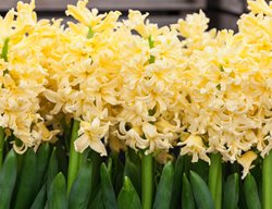 Hyacinth Orientallis, Yellow Queen, Yellow Flower
Alamy Stock Photo
Brooklyn, NY