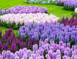 Hyacinth, Purple Flower, Garden
Shutterstock.com
New York, NY