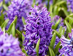 Hyacinthus Orientalis, Blue Jacket
Alamy Stock Photo
Brooklyn, NY