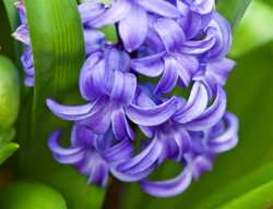 Hyancinth Flower, Hyacinth Orientalis
Garden Design
Calimesa, CA