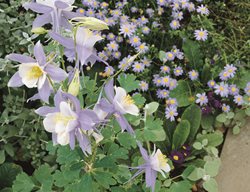Hybrid Columbine, Mckana
Garden Design
Calimesa, CA