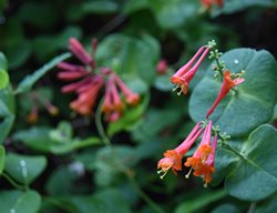 Hybrid Honeysuckle, Dropmore Scarlet
Shutterstock.com
New York, NY